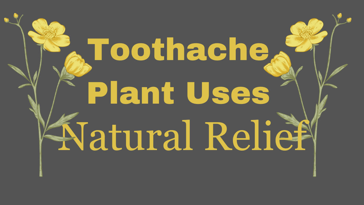 Home Toothache Plant Uses